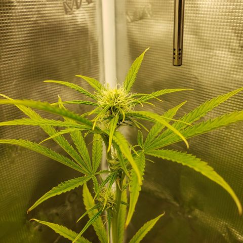 Geloctane  growlog photo: Tent #1 