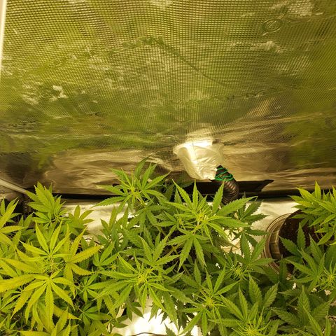 Geloctane  growlog photo: Tent #1 