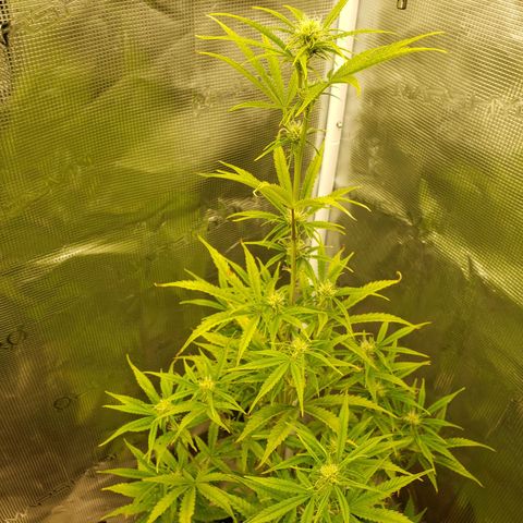 Geloctane  growlog photo: Tent #1 