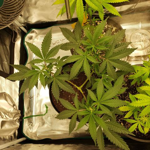 Geloctane  growlog photo: Just fed these 3 nutrients PH on all 3 are correct 6.10 I am hoping they will bounce back 9:00pm