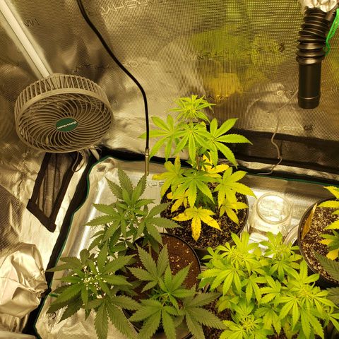 Geloctane  growlog photo: Just fed these 3 nutrients PH on all 3 are correct 6.10 I am hoping they will bounce back 9:00pm