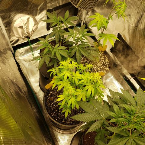 Geloctane  growlog photo: Just fed these 3 nutrients PH on all 3 are correct 6.10 I am hoping they will bounce back 9:00pm