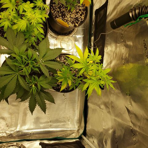 Geloctane  growlog photo: Just fed these 3 nutrients PH on all 3 are correct 6.10 I am hoping they will bounce back 9:00pm