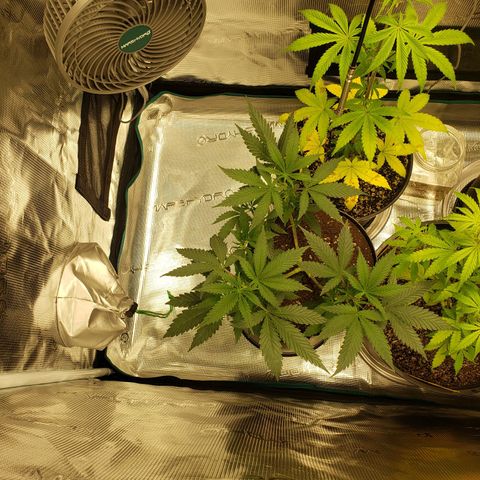 Geloctane  growlog photo: Just fed these 3 nutrients PH on all 3 are correct 6.10 I am hoping they will bounce back 9:00pm