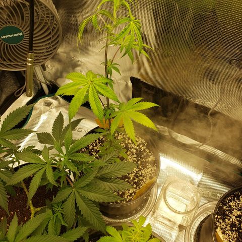 Geloctane  growlog photo: Just fed these 3 nutrients PH on all 3 are correct 6.10 I am hoping they will bounce back 9:00pm