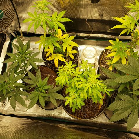 Geloctane  growlog photo: Just fed these 3 nutrients PH on all 3 are correct 6.10 I am hoping they will bounce back 9:00pm