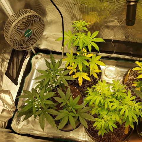 Geloctane  growlog photo: Just fed these 3 nutrients PH on all 3 are correct 6.10 I am hoping they will bounce back 9:00pm