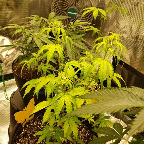 Geloctane  growlog photo: Just fed these 3 nutrients PH on all 3 are correct 6.10 I am hoping they will bounce back 9:00pm