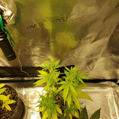 Geloctane  growlog photo: Just fed these 3 nutrients PH on all 3 are correct 6.10 I am hoping they will bounce back 9:00pm