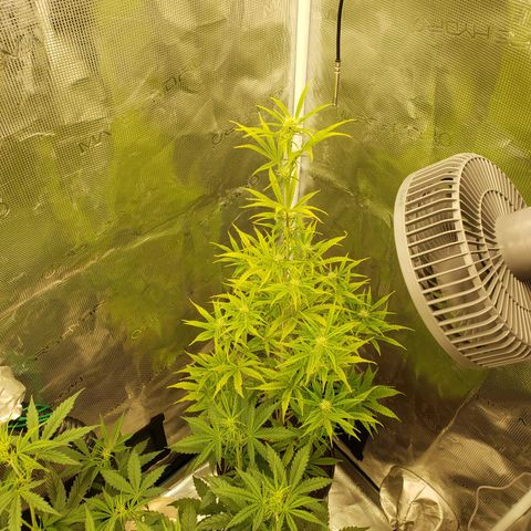 Geloctane  growlog photo: Trimmed super skunk 