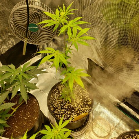Geloctane  growlog photo: Trimmed super skunk 