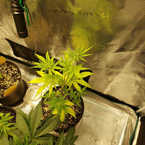 Geloctane  growlog photo: Trimmed super skunk 
