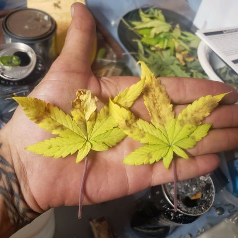 Geloctane  growlog photo: Trimmed super skunk 