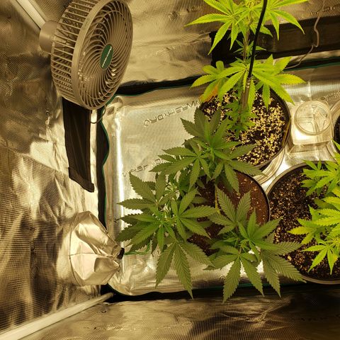 Geloctane  growlog photo: Trimmed super skunk 