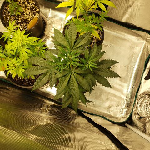 Geloctane  growlog photo: Trimmed super skunk 