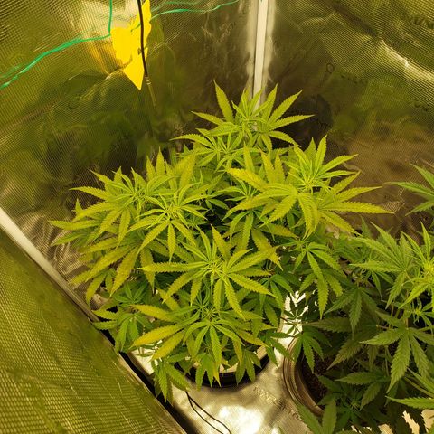 Geloctane  growlog photo: Trimmed super skunk 