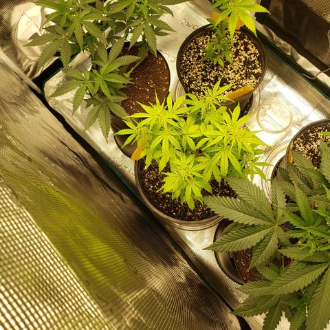 Geloctane  growlog photo: Trimmed super skunk 