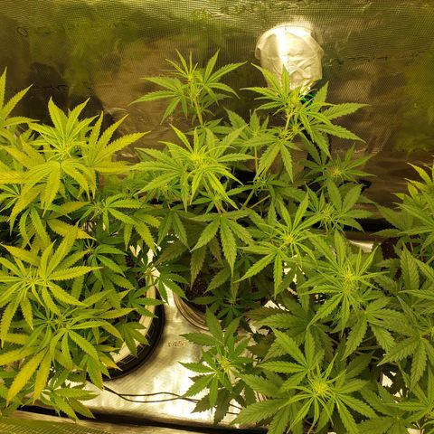 Geloctane  growlog photo: Trimmed super skunk 