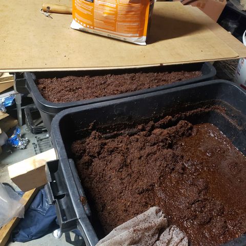 Geloctane  growlog photo: Rehydrated and rinsed Cocoa coir and now letting it sit in a buffer solution of cal mag 12:30am to 8:30am will be 8hrs then I will rinse and repeat 1 more time 