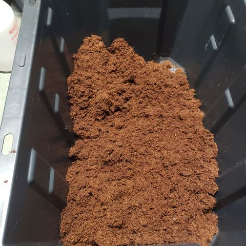 Geloctane  growlog photo: Rehydrated and rinsed Cocoa coir and now letting it sit in a buffer solution of cal mag 12:30am to 8:30am will be 8hrs then I will rinse and repeat 1 more time 