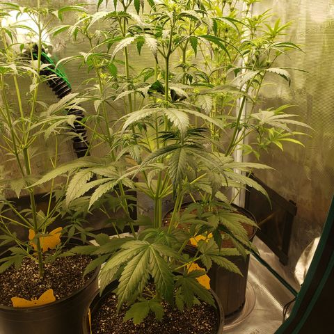 Geloctane  growlog photo: Watered  Khalifa Kush 8:30am