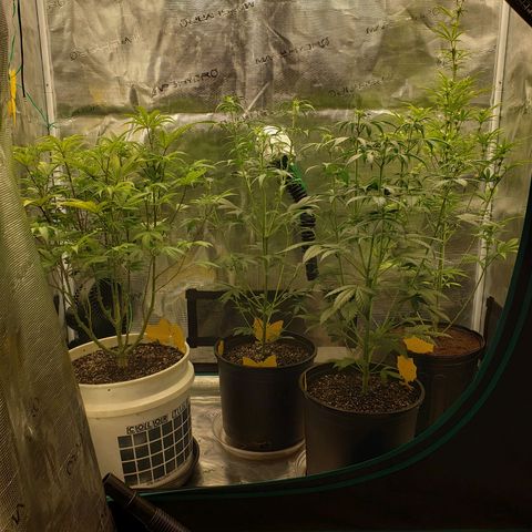 Geloctane  growlog photo: Watered  Khalifa Kush 8:30am