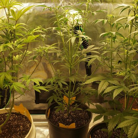 Geloctane  growlog photo: Watered  Khalifa Kush 8:30am