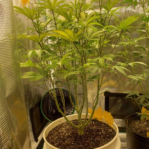 Geloctane  growlog photo: Watered  Khalifa Kush 8:30am