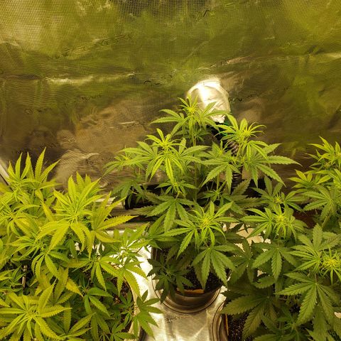Geloctane  growlog photo: Watered  Khalifa Kush 8:30am
