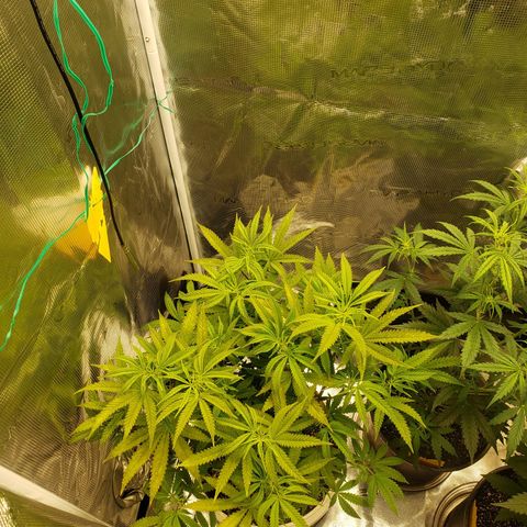 Geloctane  growlog photo: Watered  Khalifa Kush 8:30am