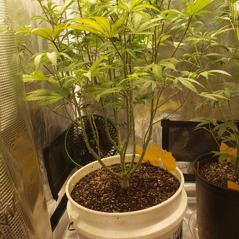 Geloctane  growlog photo: Watered  Khalifa Kush 8:30am