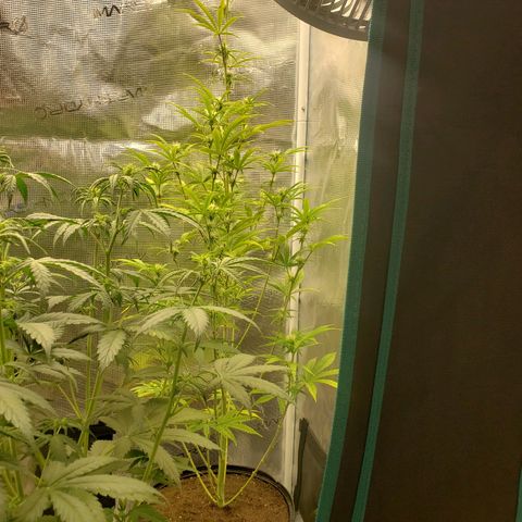 Geloctane  growlog photo: Watered  Khalifa Kush 8:30am