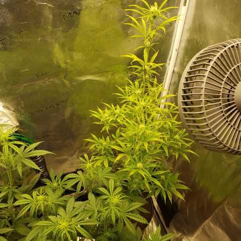Geloctane  growlog photo: Watered  Khalifa Kush 8:30am