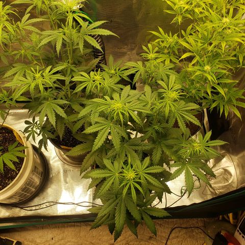 Geloctane  growlog photo: Watered  Khalifa Kush 8:30am