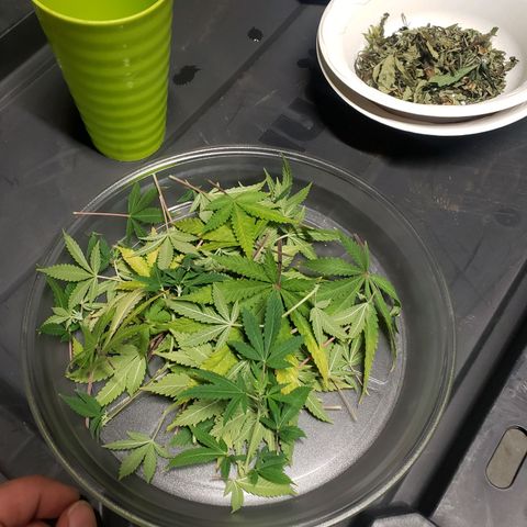 Geloctane  growlog photo: Trimmed geloctane and coco coir should be done the 1st buffering 9:00am