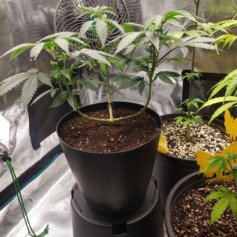 Geloctane  growlog photo: Trimmed geloctane and coco coir should be done the 1st buffering 9:00am