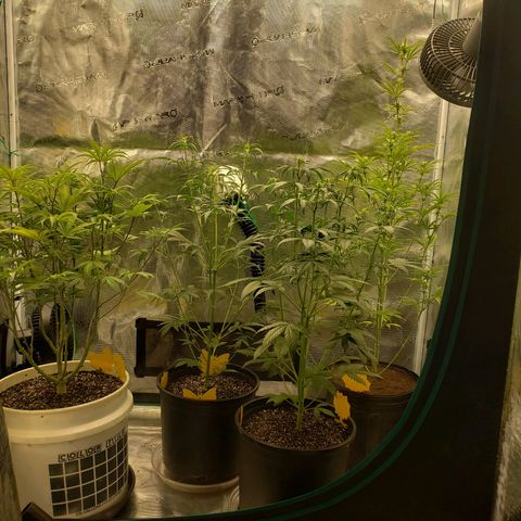 Geloctane  growlog photo: Trimmed geloctane and coco coir should be done the 1st buffering 9:00am