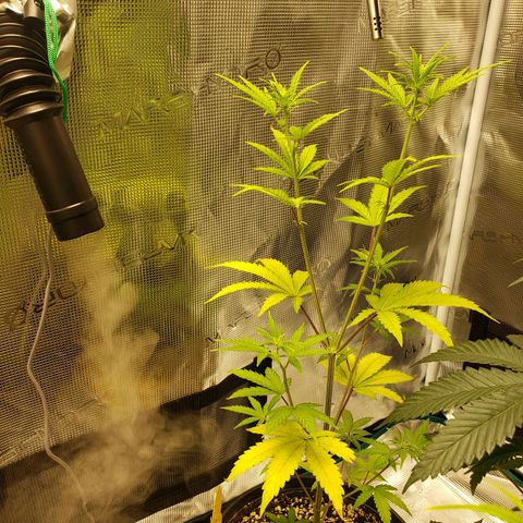 Geloctane  growlog photo: Trimmed geloctane and coco coir should be done the 1st buffering 9:00am