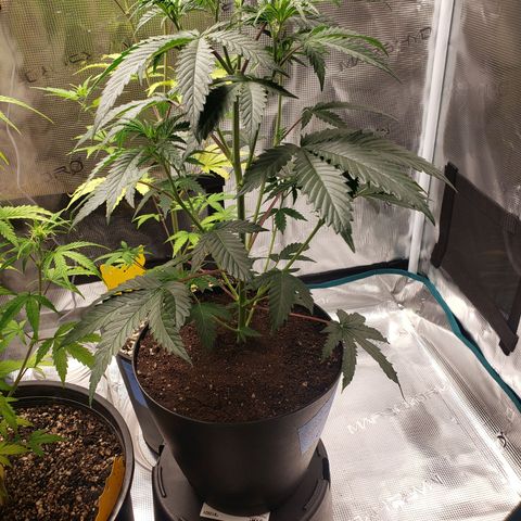 Geloctane  growlog photo: Trimmed geloctane and coco coir should be done the 1st buffering 9:00am