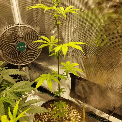 Geloctane  growlog photo: Trimmed geloctane and coco coir should be done the 1st buffering 9:00am