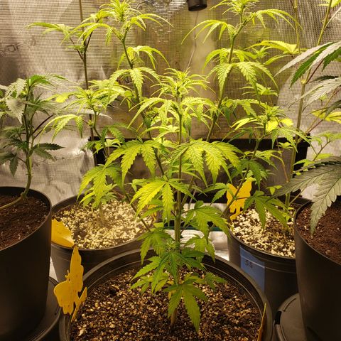 Geloctane  growlog photo: Trimmed geloctane and coco coir should be done the 1st buffering 9:00am
