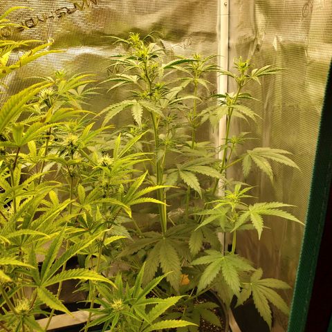 Geloctane  growlog photo: Getting closer to harvest 