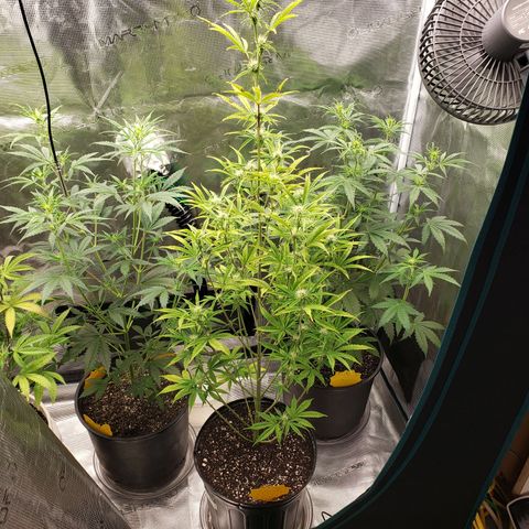 Geloctane  growlog photo: Getting closer to harvest 