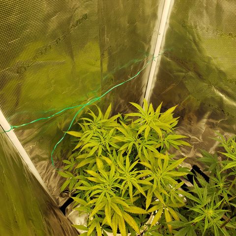 Geloctane  growlog photo: Getting closer to harvest 
