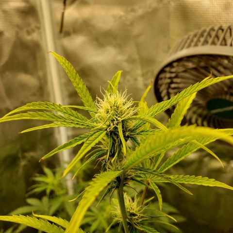 Geloctane  growlog photo: Getting closer to harvest 