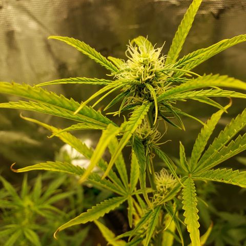 Geloctane  growlog photo: Getting closer to harvest 