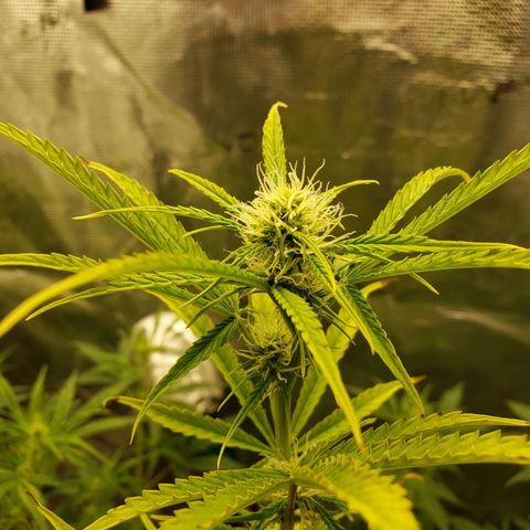 Geloctane  growlog photo: Getting closer to harvest 