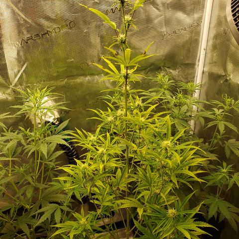 Geloctane  growlog photo: Getting closer to harvest 