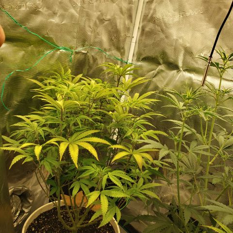 Geloctane  growlog photo: Getting closer to harvest 
