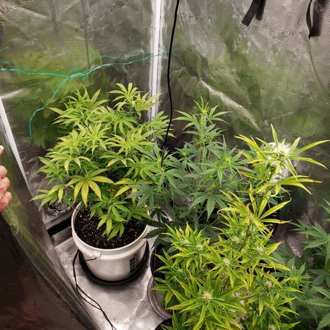 Geloctane  growlog photo: Getting closer to harvest 